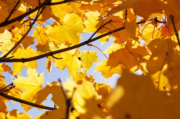 Sonbahar akçaağaç yaprakları.