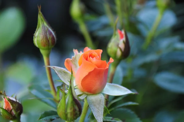 Rode roos in de tuin. — Stockfoto