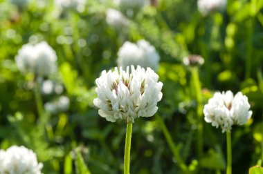 Çiçekler beyaz yonca bir çayır üzerinde.