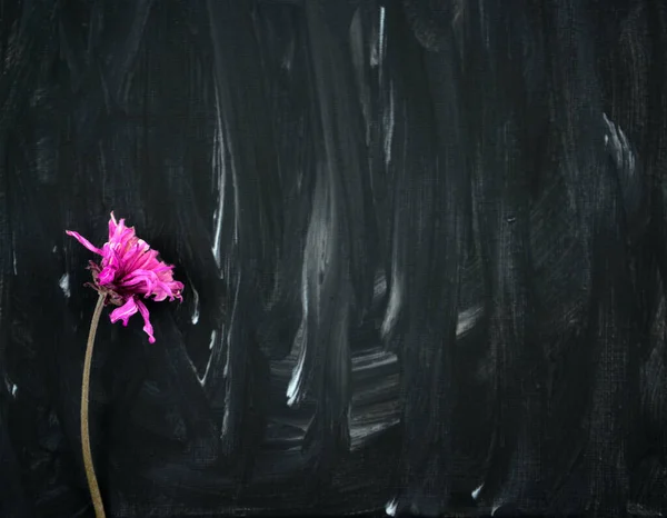 Siyah ve beyaz soyut arkaplanda kuru pembe bir çiçek. Akrilik grunge rengi tuvale boyanmış. El yapımı, el yapımı. Düz yatak, sanat eseri, ekran, doku konsepti. Modern. Özgün.