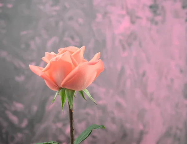 Kafasında turuncu ve pembe güllerin tek renk renklerinin yan görünüşü düzensiz pembe grunge akrilik el yapımı soyut doku, sanat eserleri arkaplanı çizmişti..