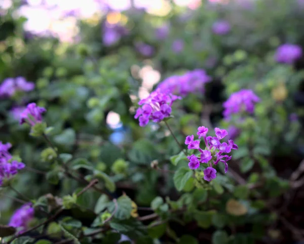Bulanık, bokeh ışıklı parlak mor çiçek bahçesi soyut arkaplan dokusu.