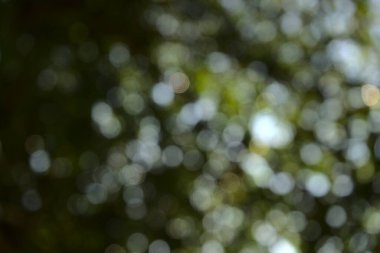 Doğal yeşil bokeh. Bulanık yapraklar, bitki, ağaç soyut doku arkaplanı. Düşük açı, ağaç görünümünün altında, yatay resim biçimi.