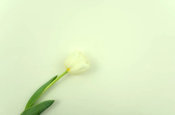 Taze beyaz lale çiçeği düz, açık gri, beyaz, soyut kağıt arka planda yatıyordu. Üst görünüm, yatay, en düşük görüntü biçimi. Boş alan.