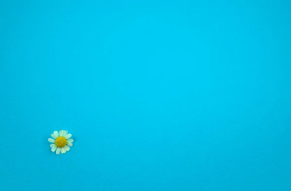 Taze papatya çiçekli daire turkuaz mavisi kaba kağıt desenli soyut arkaplanda yatıyordu. Merkez dışı, kopyalama alanı, yatay resim biçimi.