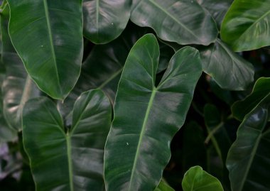 Koyu yeşil yaprak dokusu arka planı.