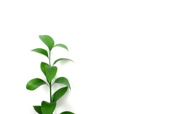 Yeşil yaprak, beyaz arkaplanda bir dal. Tasarımınız için boş alanınız var..