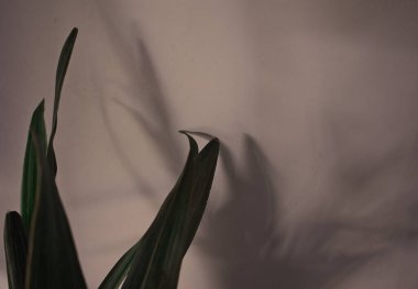 Doğal kapalı ev bitkisi, duvar kenarındaki gri, soyut doku arka planına gölge gölgesi ile örtülmüş..