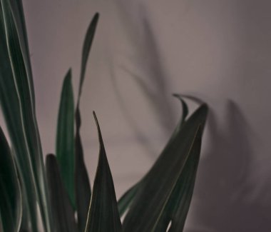 Duvarın arkasında gölge silueti olan doğal yapraklar..