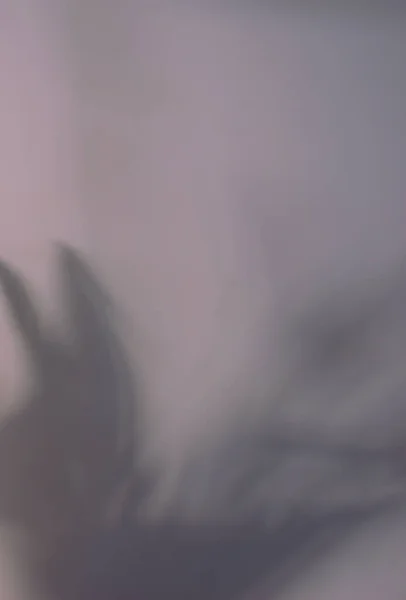 Blurry Ombra Silhouette Foglie Naturali Sovrapposizione Sul Grigio Neutro Parete — Foto Stock