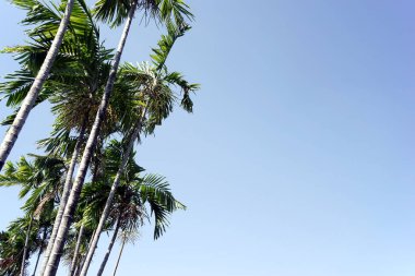 Orijinal gerçek tropikal palmiye yaprağı boşluğu mavi gökyüzü yaz titreşimleri geniş arkaplan estetiği