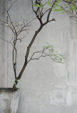 Gerçek fotoğraf, gri desenli duvarlara karşı doğal bitki en az nötr arkaplan.