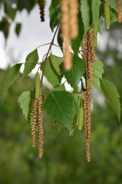 Kazakistan 'ın doğası. 2021 yılı. Fotoğraf: Ulyana Orendovskaya.