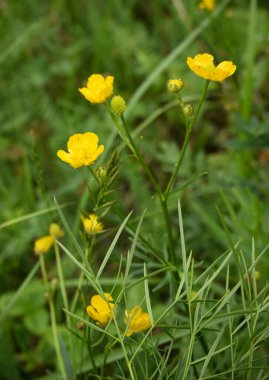 Kazakistan 'ın doğası. 2021 yılı. Fotoğraf: Ulyana Orendovskaya.