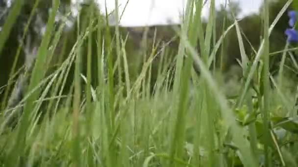 Natureza Cazaquistão 2021 Videógrafo Ulyana Orendovskaya — Vídeo de Stock