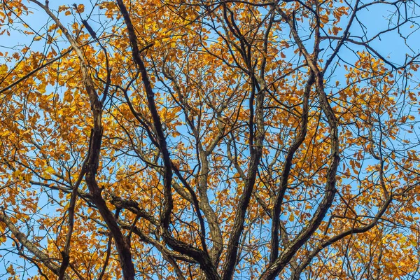 Leuchtendes Herbstliches Vergilbtes Laub Eichenzweigen Gegen Den Blauen Himmel Stadtpark — Stockfoto