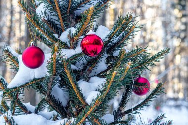 Açık havada, şehir parkında parlak kırmızı Noel toplarıyla süslenmiş Noel ağacı.