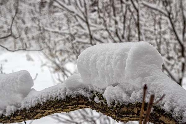 Snow-covered tree trunk bent under the weight of snow, against the background of snow-covered branches in a city park