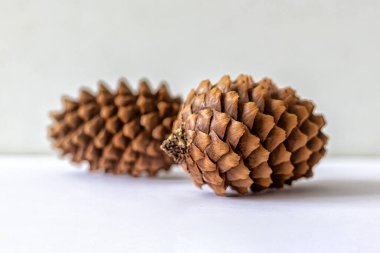 Arka planda iki kozalak. Önplandaki çam kozalağı optik odak noktasında, bulanık bir koninin arka planına karşı