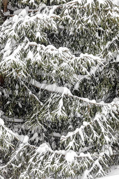 Branches of spruce trees in the forest, bent under the weight of the fallen snow, after a heavy snowstorm