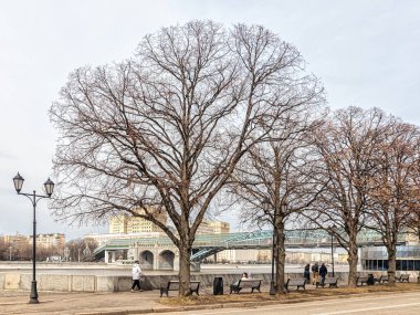 Moscow, Russia 04.06.2021. Neatly trimmed trees on the embankment in Gorky Park, against the background of the pedestrian Andreevsky Bridge