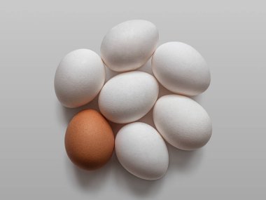 Birkaç tavuk yumurtası, kahverengi kabuklu bir yumurta, ve beyaz kabuklu diğerleri.