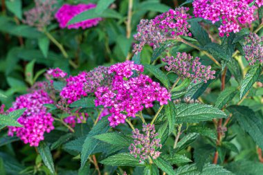Spirea japonica, dalların ucunda pembe çiçek desenleri olan Rosaceae ailesinin yaprak döken süs çitidir.