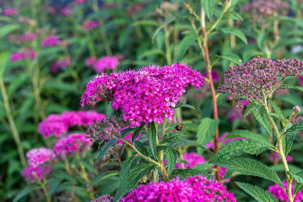 Декоративный Кустарник Spirea Japonica Розовыми Цветами Концах Ветвей Фоне Зеленых — стоковое фото