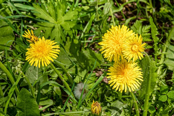 Yellow Dandelion Flowers Background Green Leaves Grass Warm Spring Day — Stock Fotó