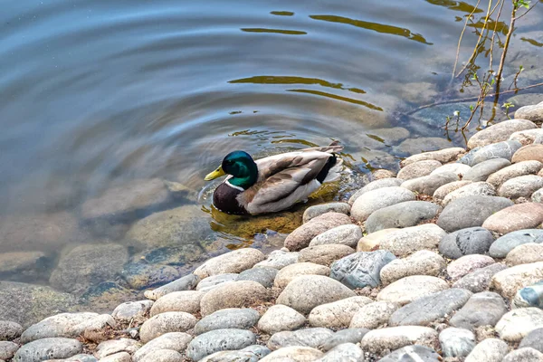 Drake with a green head swims in a pond near the shore dotted with large river stones