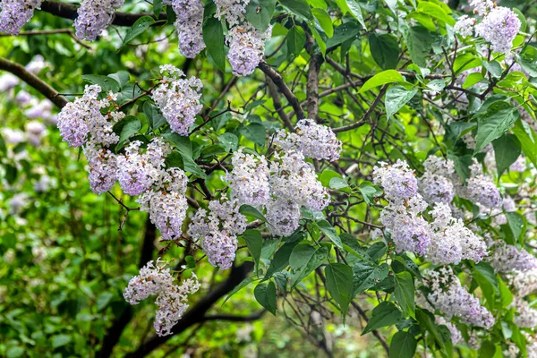 Krzew Liliowy Pięknymi Jasnoróżowymi Kwiatami Zielonymi Liśćmi Pokrytymi Kroplami Deszczu — Zdjęcie stockowe