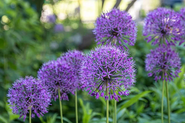 Fiori Viola Cipolla Allium Decorativo Sullo Sfondo Prato Verde Sfocato — Foto Stock