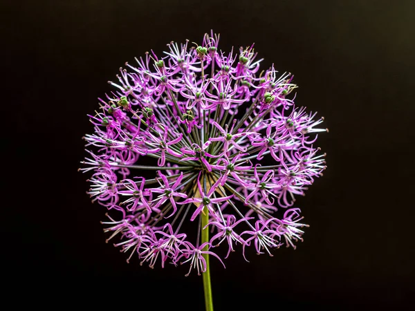 Onion Beautiful Spherical Flower Purple Color Contrasting Dark Background Stock Image