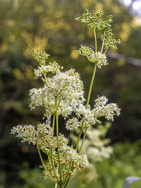 Galium boreale or northern bedstraw, a plant species of the madder family, is widely distributed in the temperate and subarctic regions of Europe, Asia and North America