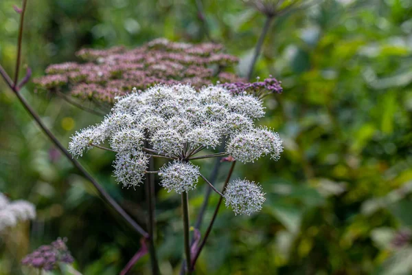 Fiori Fiorenti Cicuta Impianto Velenoso Con Odore Piacevole Carote Uno — Foto Stock