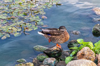Bir ördek nehir kıyısında tek ayağının üzerinde durur ve su ve nehir yosunlarına karşı tüylerini temizler.