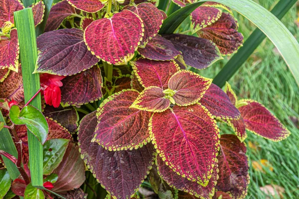 Decorative shrub coleus with bright colorful leaves on a flower bed in a city park