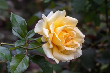 Şehir parkındaki gül bahçesindeki gül ağacının üstünde krema renkli çay gülü