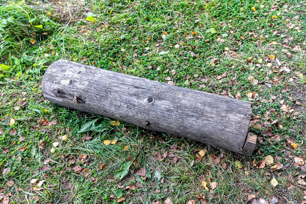 Grama Verde Encontra Pequeno Tronco Tronco Uma Velha Árvore Caída — Fotografia de Stock