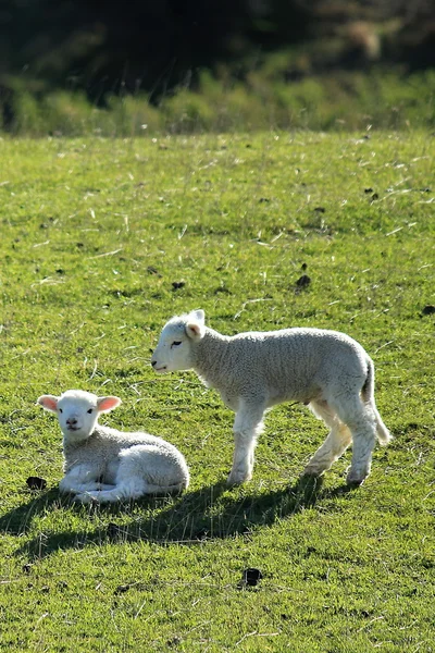 Curious little lambs Stock Picture