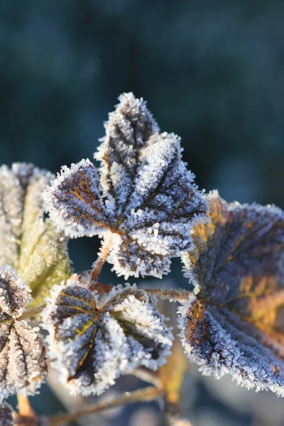 Icy Leaves Sunshine — Stock Photo, Image