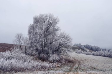 Buzlu büyük bir ağaç örtüsü