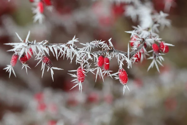 Row Red Berries Frost — Stock Photo, Image