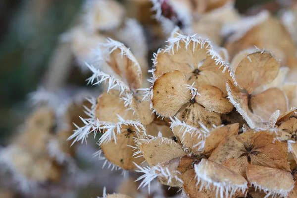 Frosty Hortensia Plant Close — Stock Photo, Image