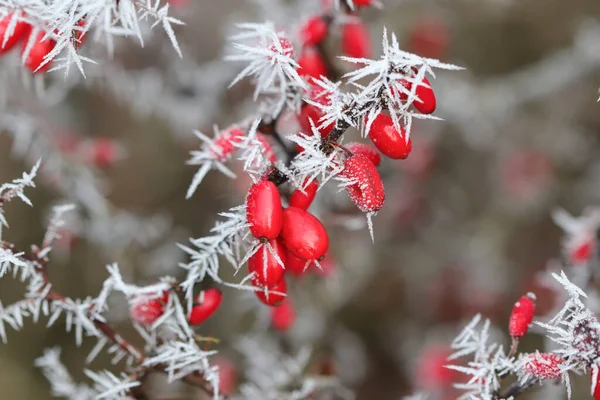 Bunch Red Berries Frosty Morning — Stock Photo, Image