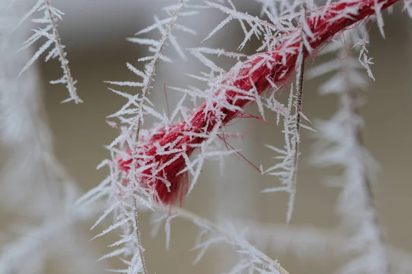 Ruban Coton Recouvert Givre — Photo