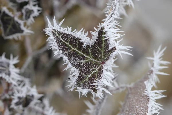 Feuille Lierre Sur Matin Givré — Photo