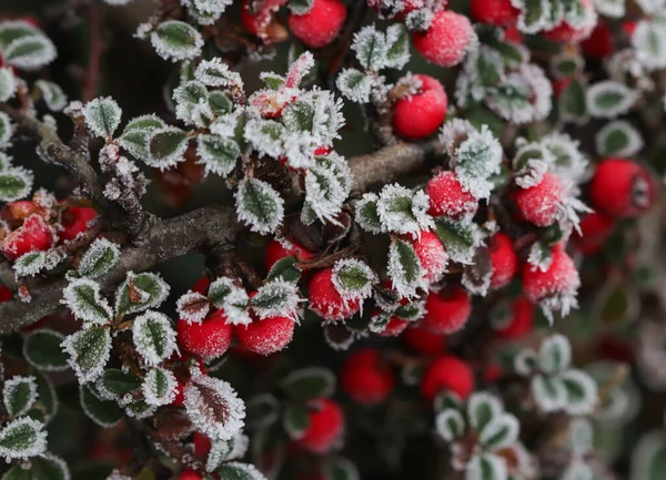 Red Berry Plant Hoar Frost — Stock Photo, Image