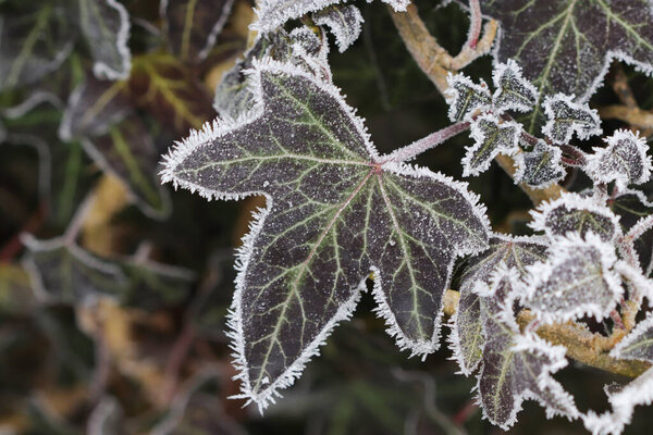 Leaves of ivy covered with hoar frost 