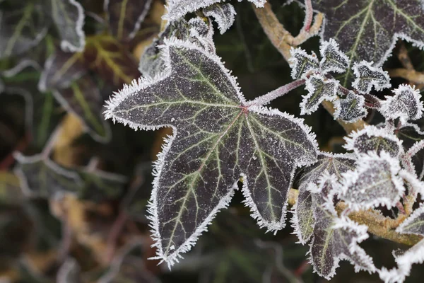 Leaves Ivy Covered Hoar Frost Stock Photo